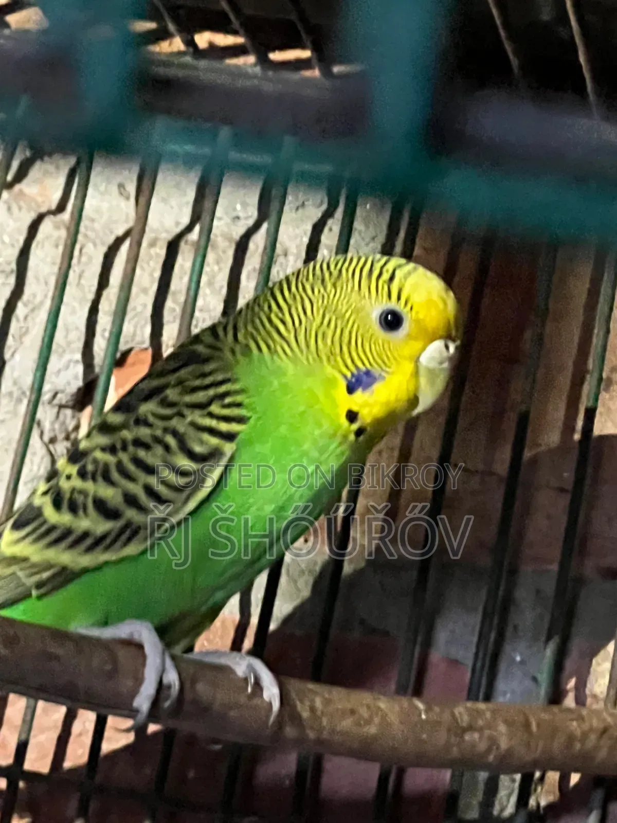 Running and Full Adult Budgies