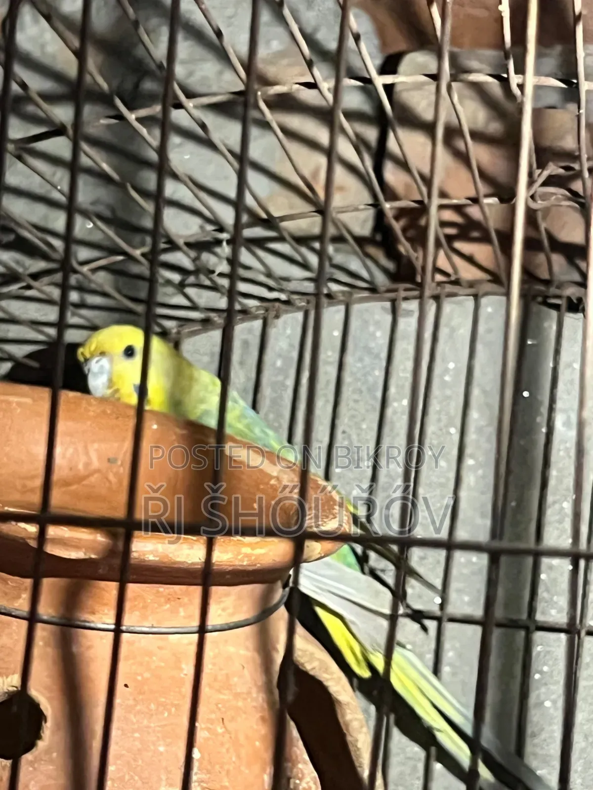 Running and Full Adult Budgies