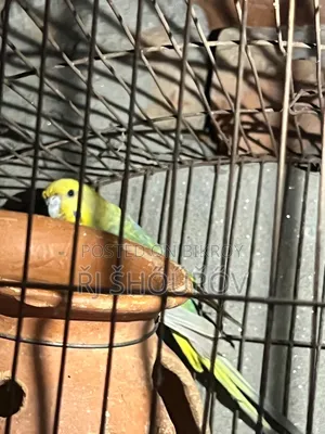 Running and Full Adult Budgies
