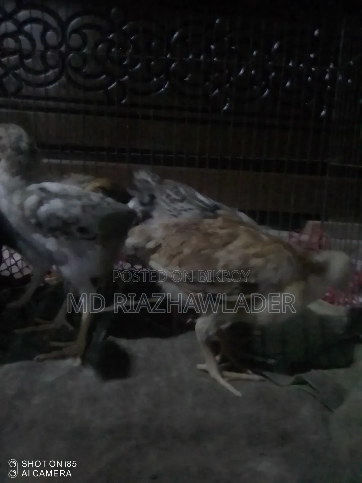 Healthy native chicken chicks for sale.