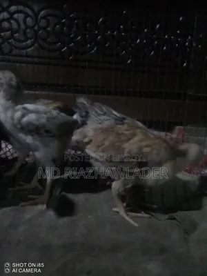 Healthy native chicken chicks for sale.