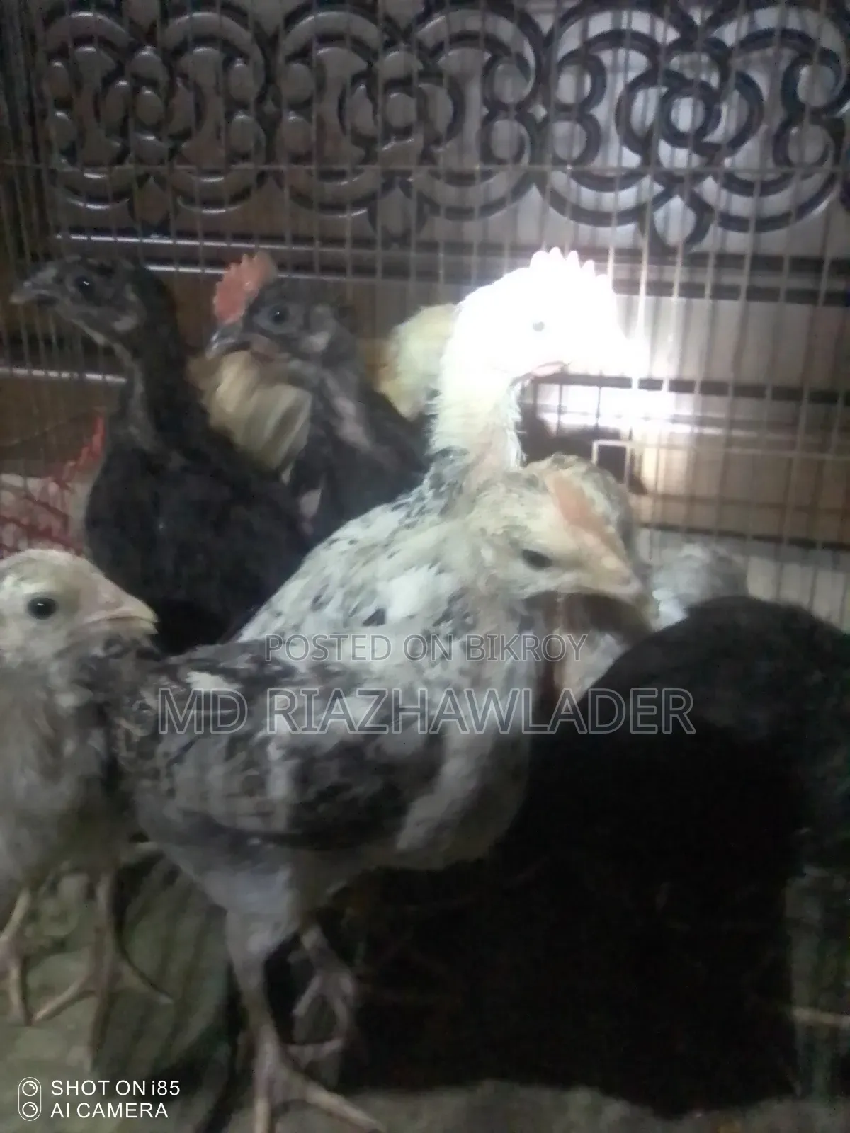 Healthy native chicken chicks for sale.