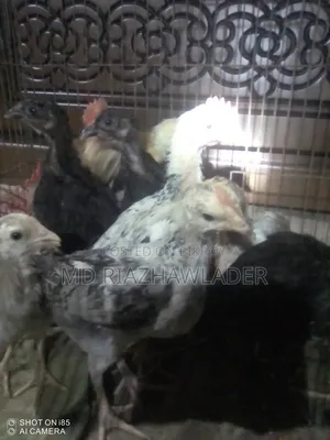 Healthy native chicken chicks for sale.