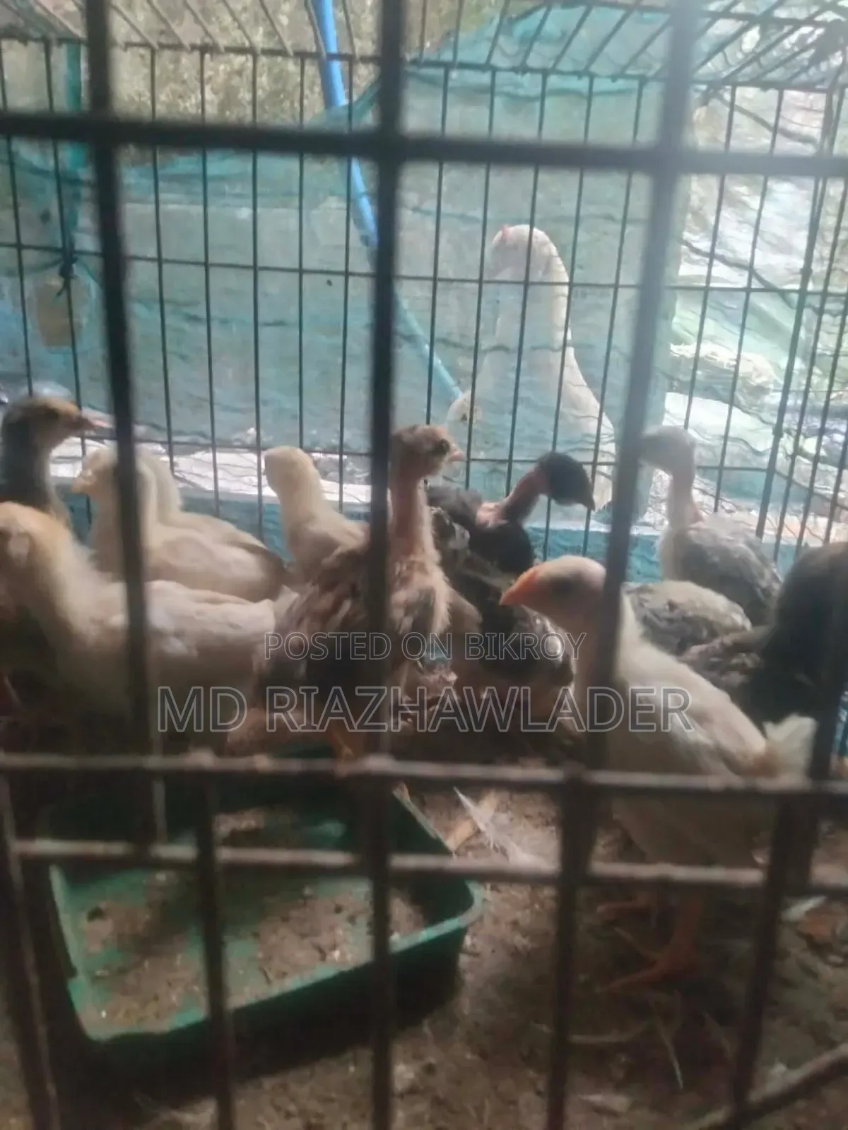 Healthy native chicken chicks for sale.