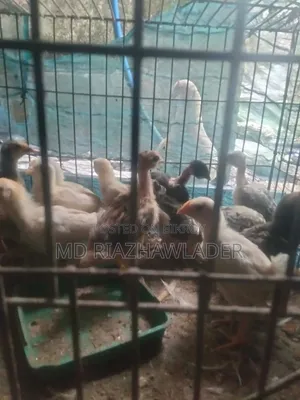 Healthy native chicken chicks for sale.