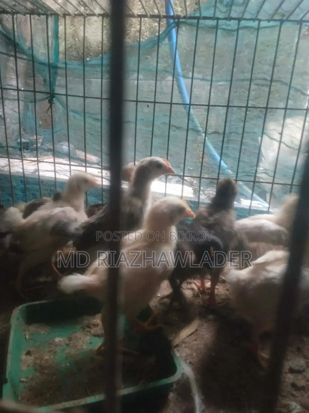 Healthy native chicken chicks for sale.