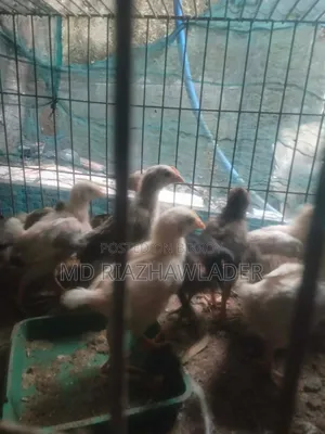 Healthy native chicken chicks for sale.