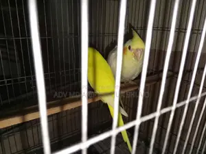 One red-eye lutino tame cockatiel, one red-eye lutino budgerigar.