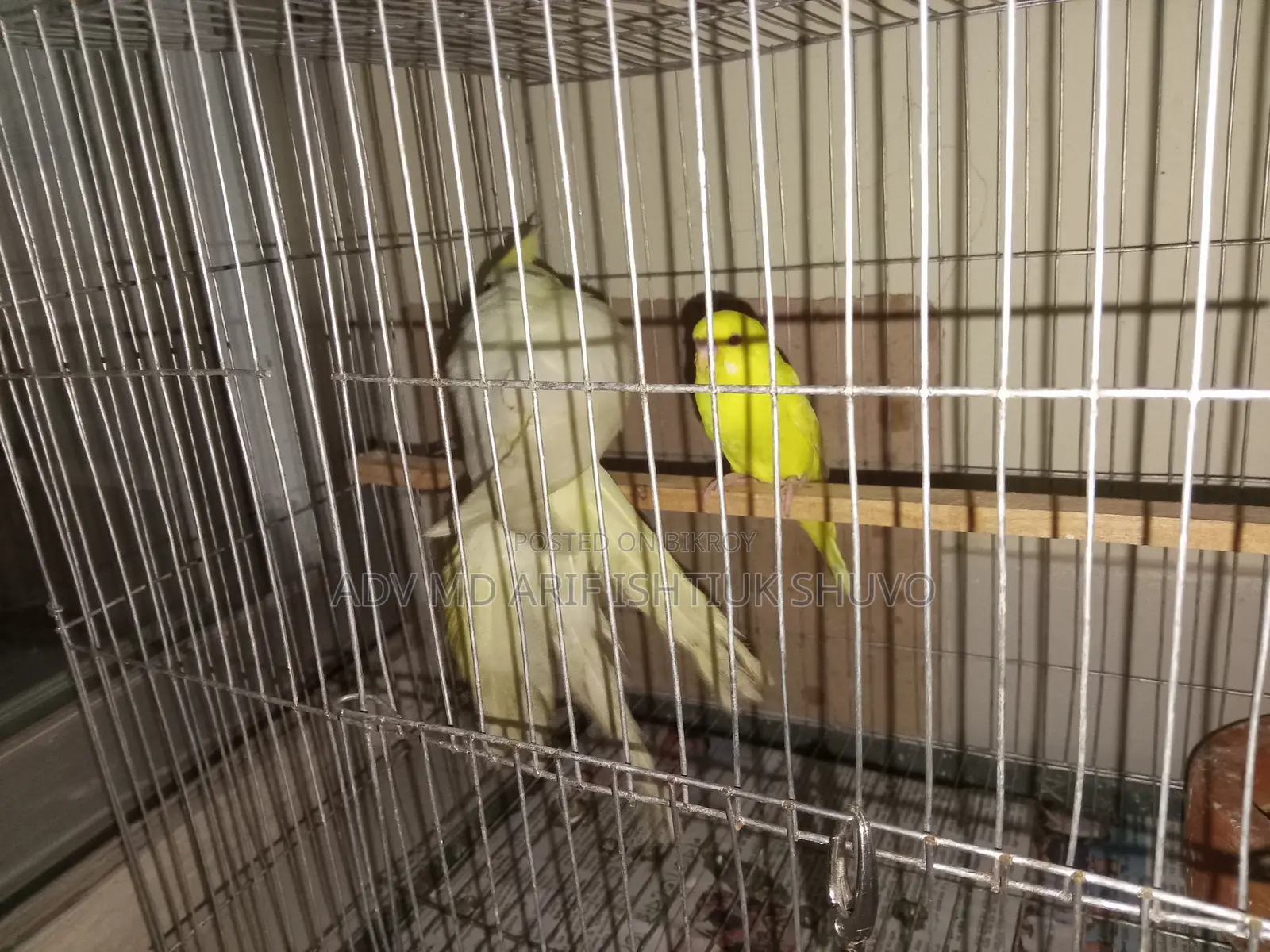 One red-eye lutino tame cockatiel, one red-eye lutino budgerigar.