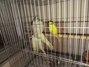One red-eye lutino tame cockatiel, one red-eye lutino budgerigar.