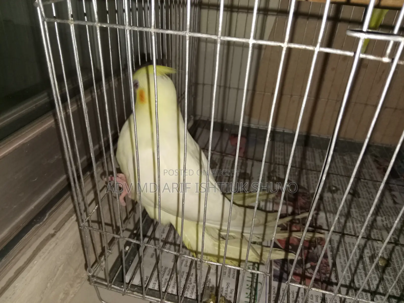 One red-eye lutino tame cockatiel, one red-eye lutino budgerigar.