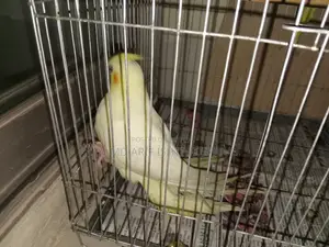 One red-eye lutino tame cockatiel, one red-eye lutino budgerigar.