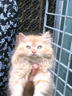 1-3 months Male Purebred Persian