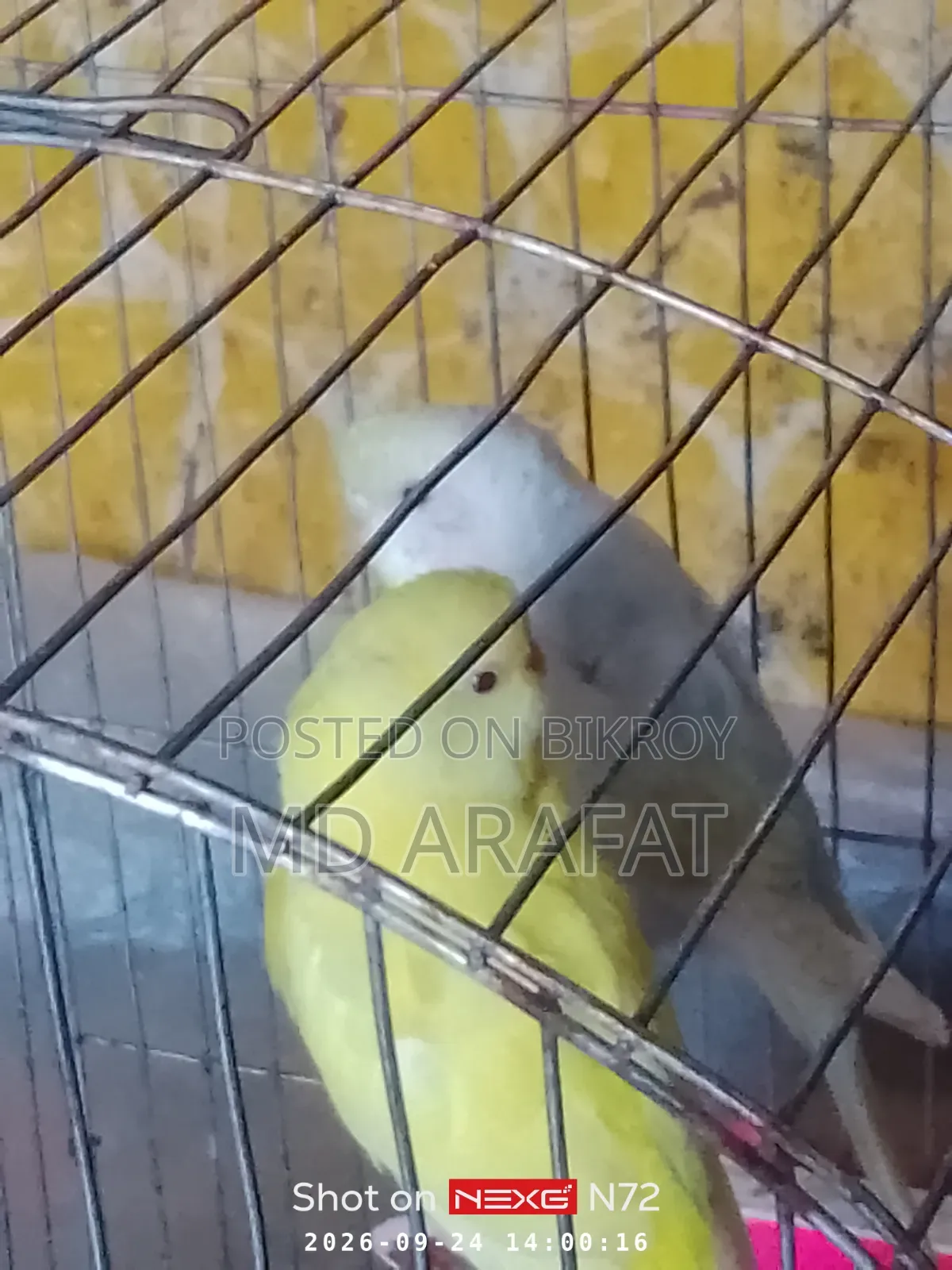 Budgerigar Birds for Sale