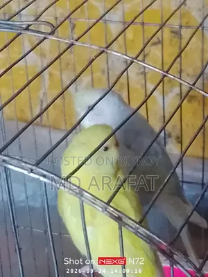 Budgerigar Birds for Sale