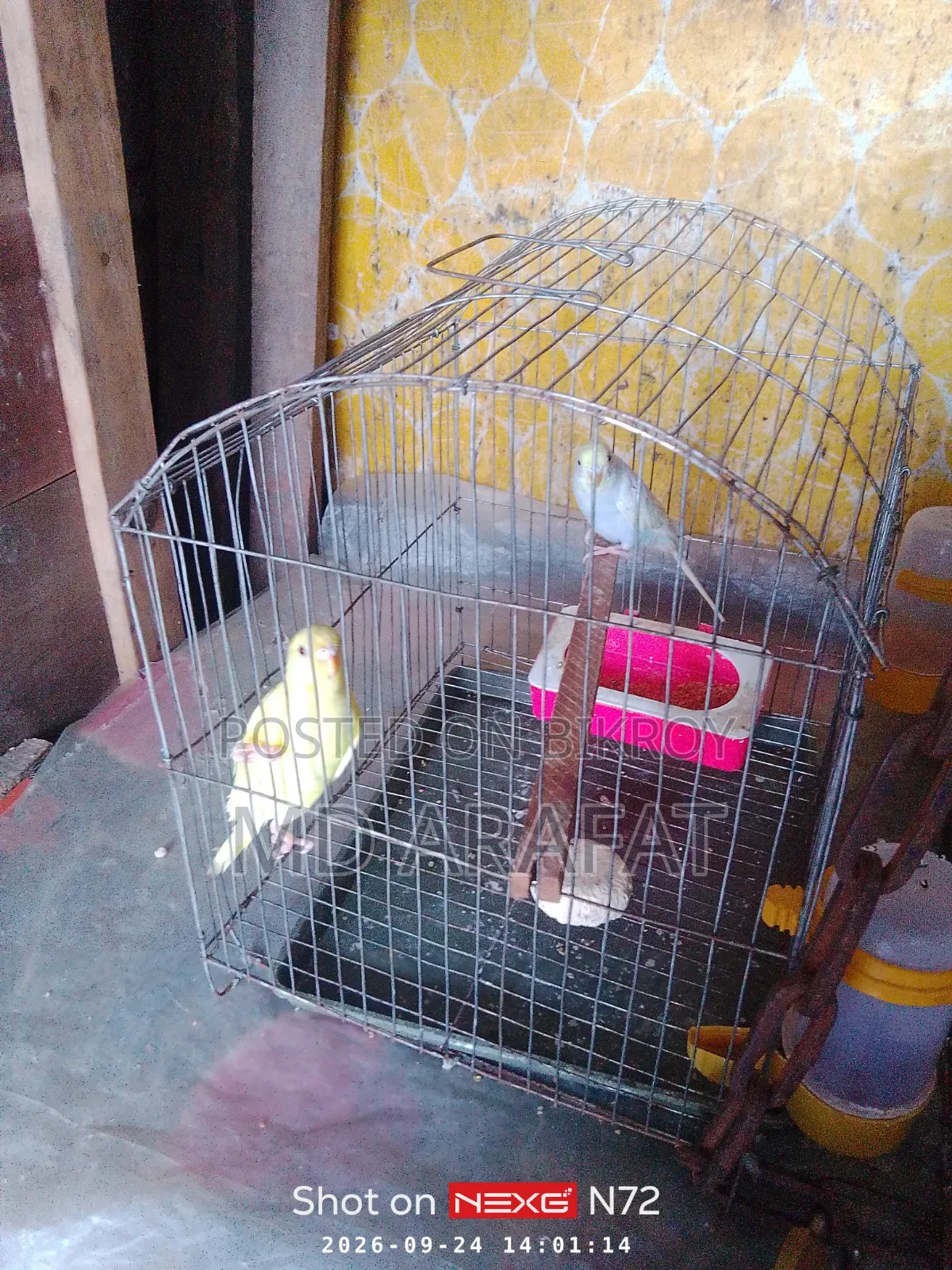 Budgerigar Birds for Sale