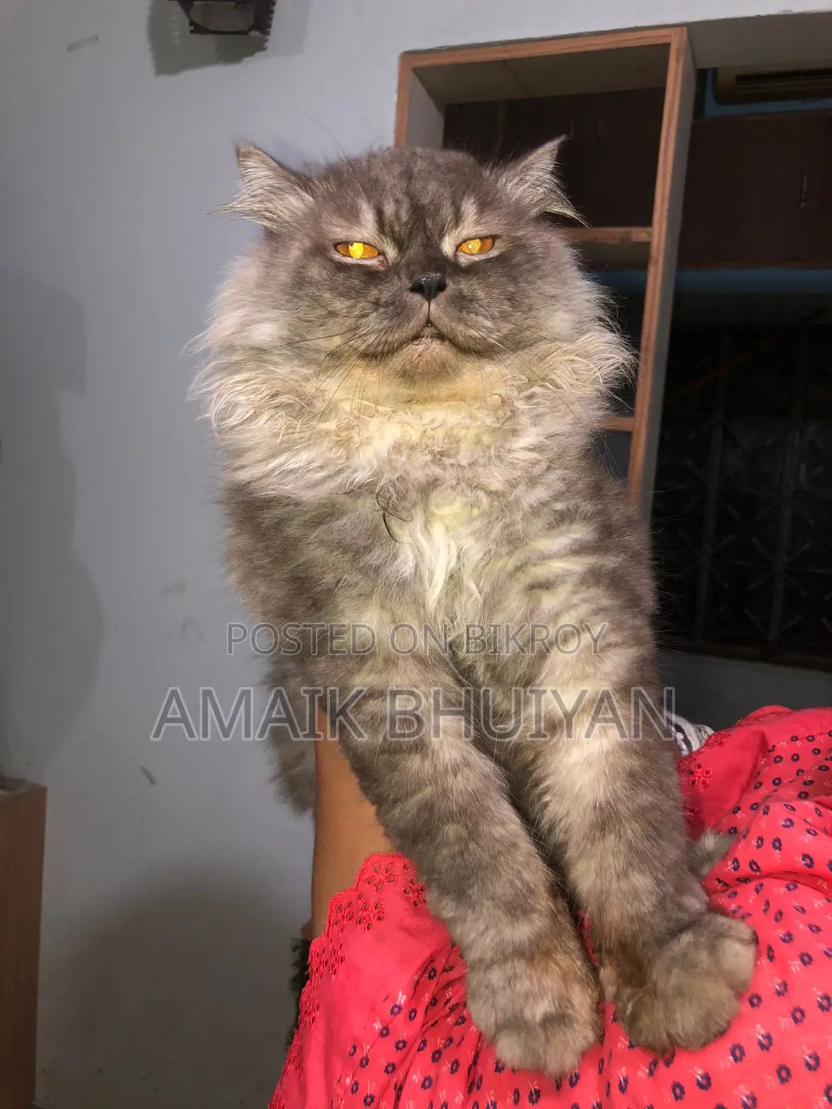 6-12 month Male Purebred Persian