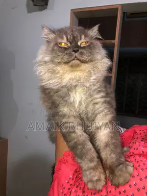 6-12 month Male Purebred Persian