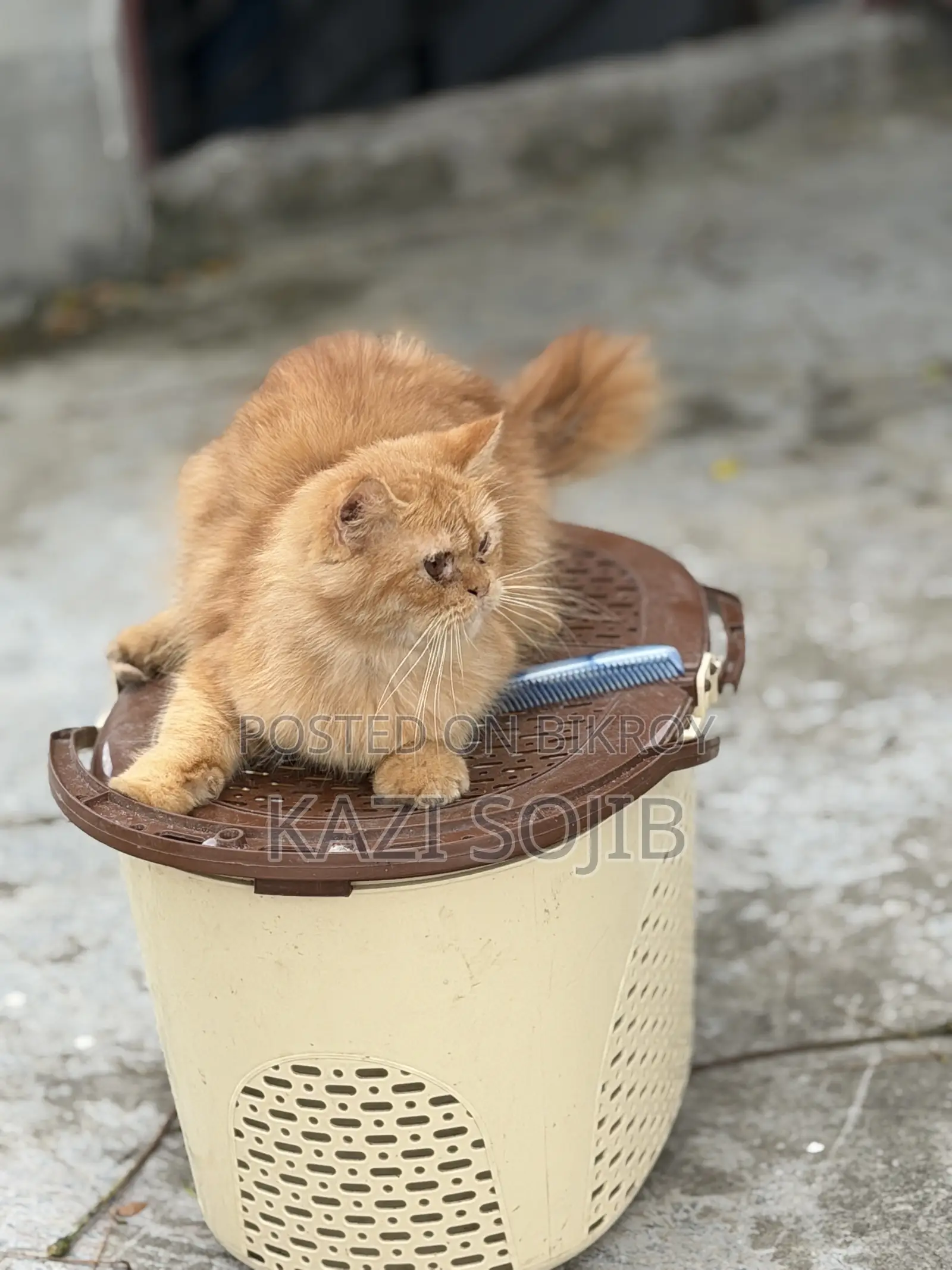 6-12 months Male Purebred Persian