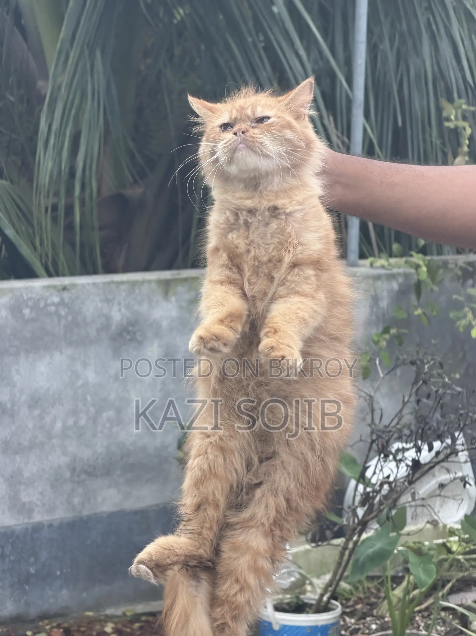 6-12 months Male Purebred Persian