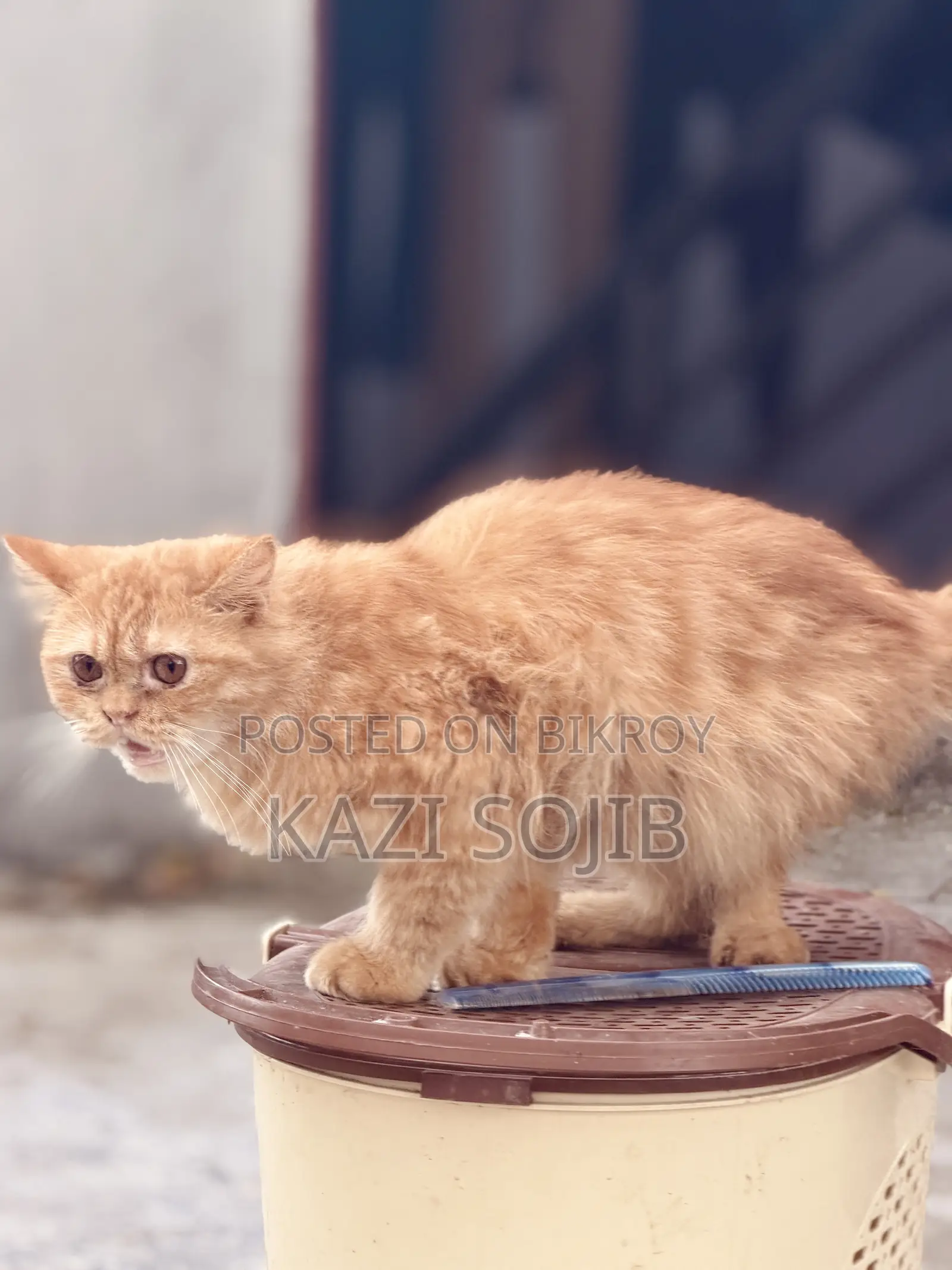 6-12 months Male Purebred Persian