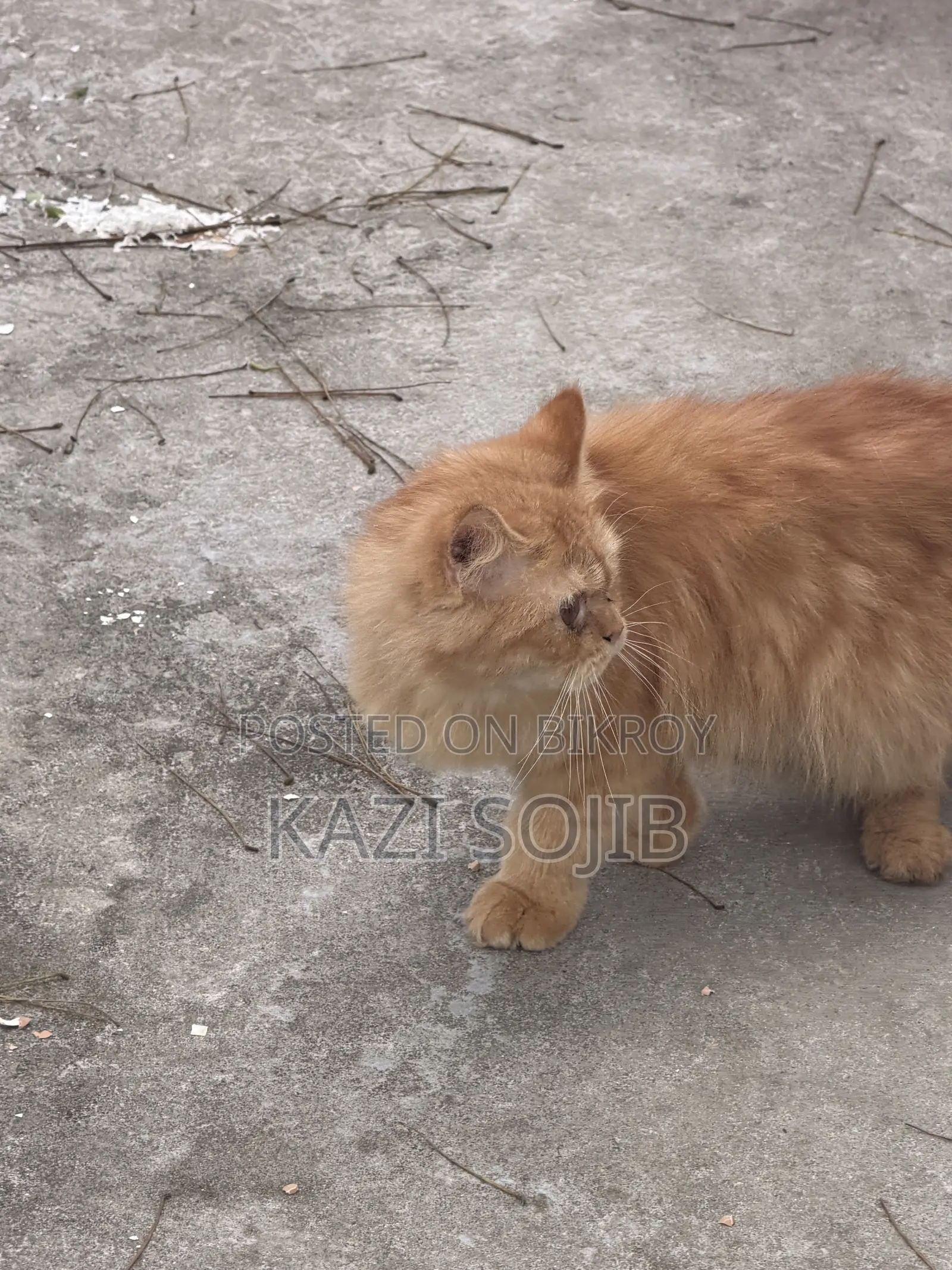 6-12 months Male Purebred Persian