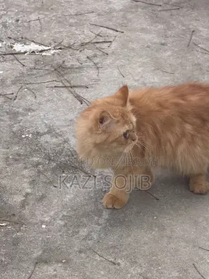 6-12 months Male Purebred Persian