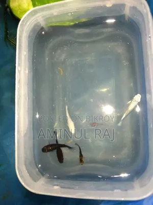 Selling fish
