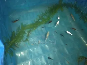 Selling fish