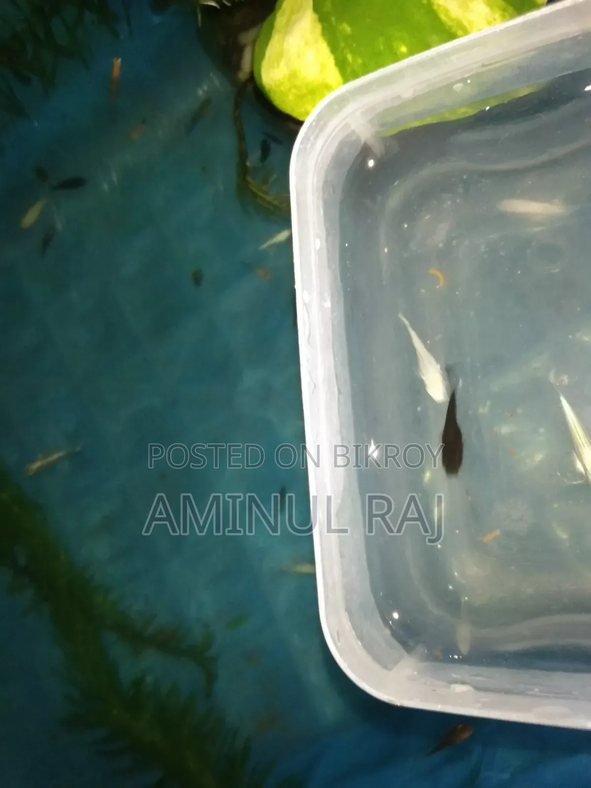 Selling fish