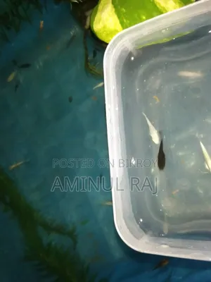 Selling fish