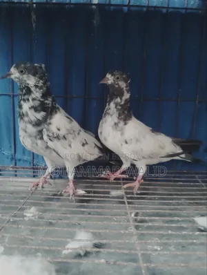 কবুতর গিরিবাজ