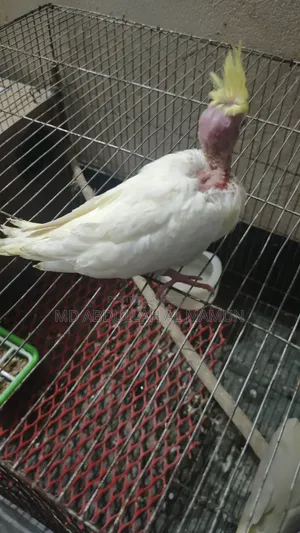 Cockatiel Bird