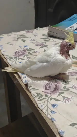 Cockatiel Bird