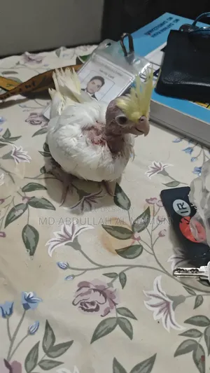 Cockatiel Bird