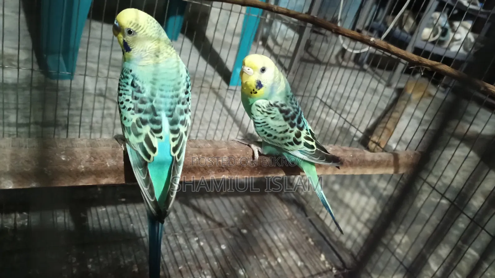 Fresh Quality Budgie
