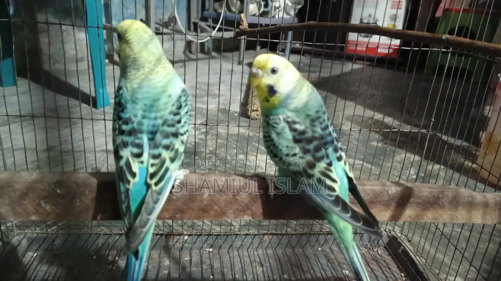 Fresh Quality Budgie