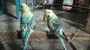 Fresh Quality Budgie
