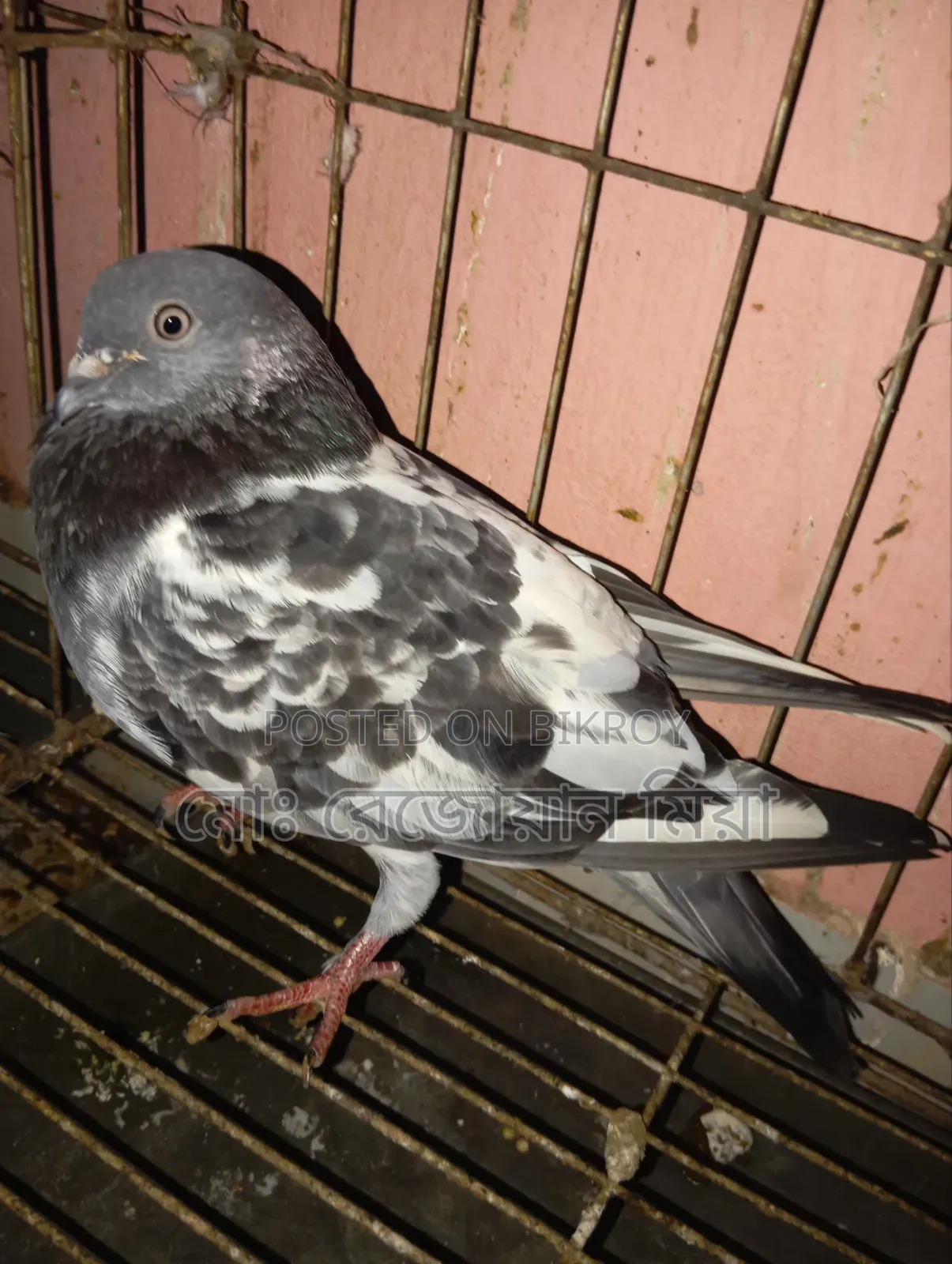 High-flying Giribaz pigeons for sale