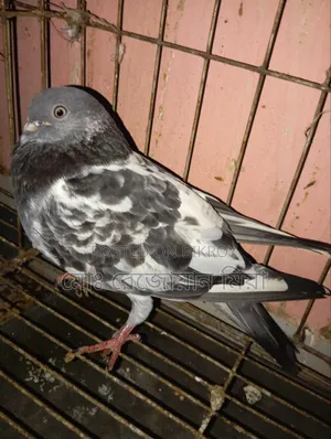 High-flying Giribaz pigeons for sale