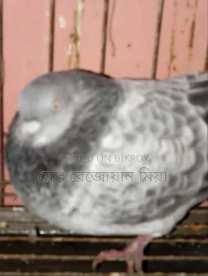 High-flying Giribaz pigeons for sale