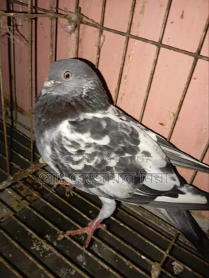 High-flying Giribaz pigeons for sale