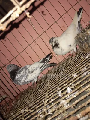 High-flying Giribaz pigeons for sale