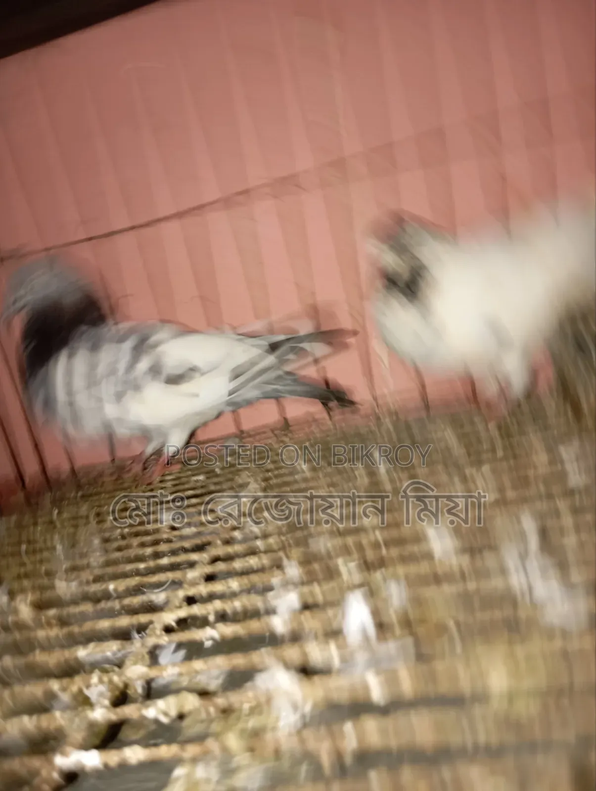 High-flying Giribaz pigeons for sale