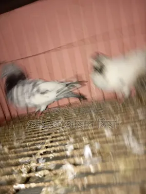 High-flying Giribaz pigeons for sale