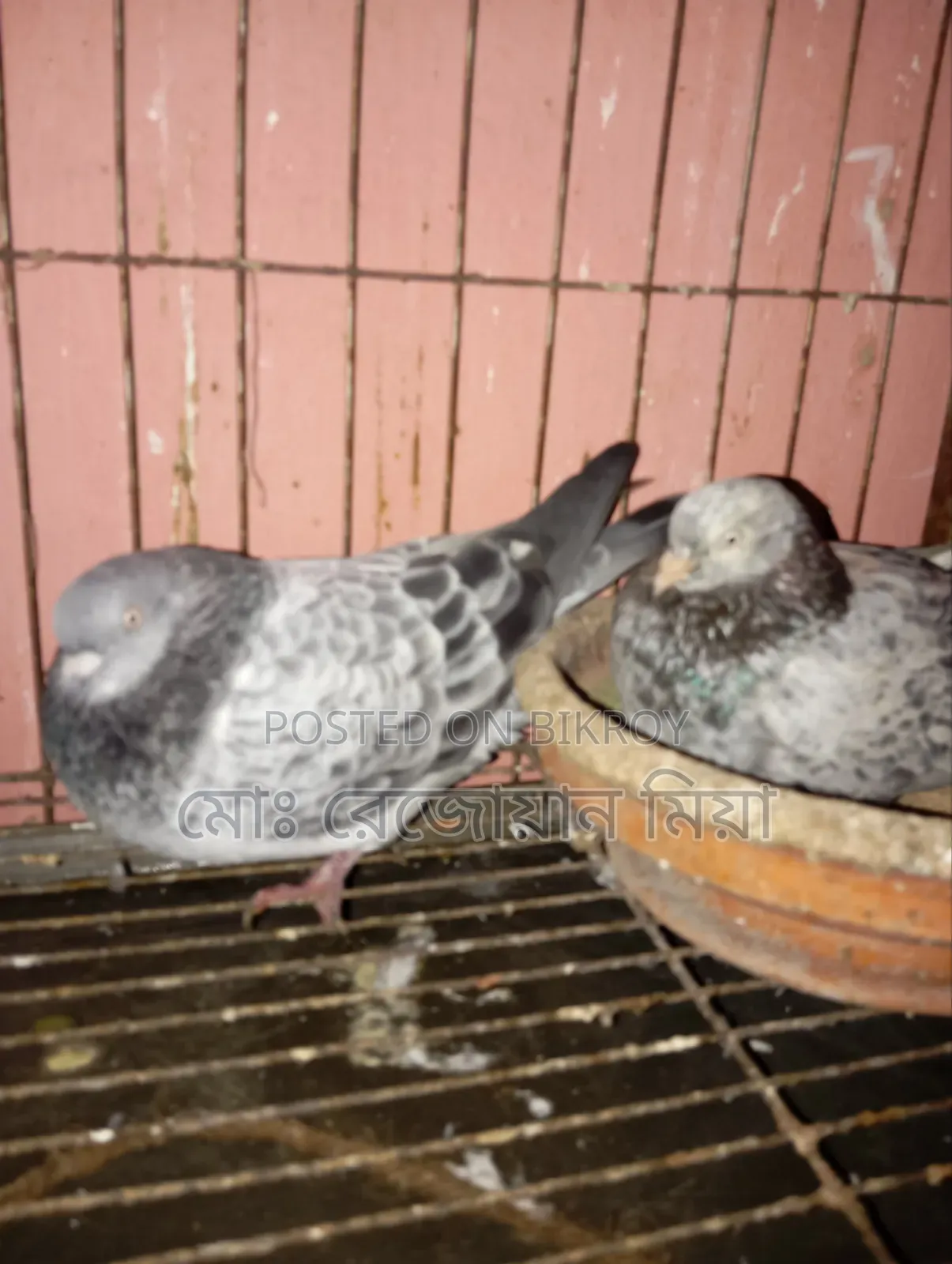 High-flying Giribaz pigeons for sale