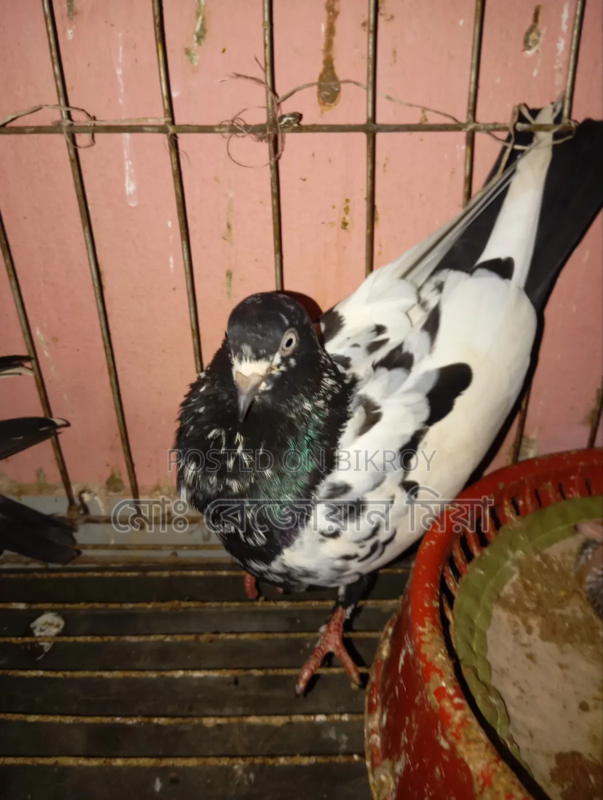 High-flying Giribaz pigeons for sale