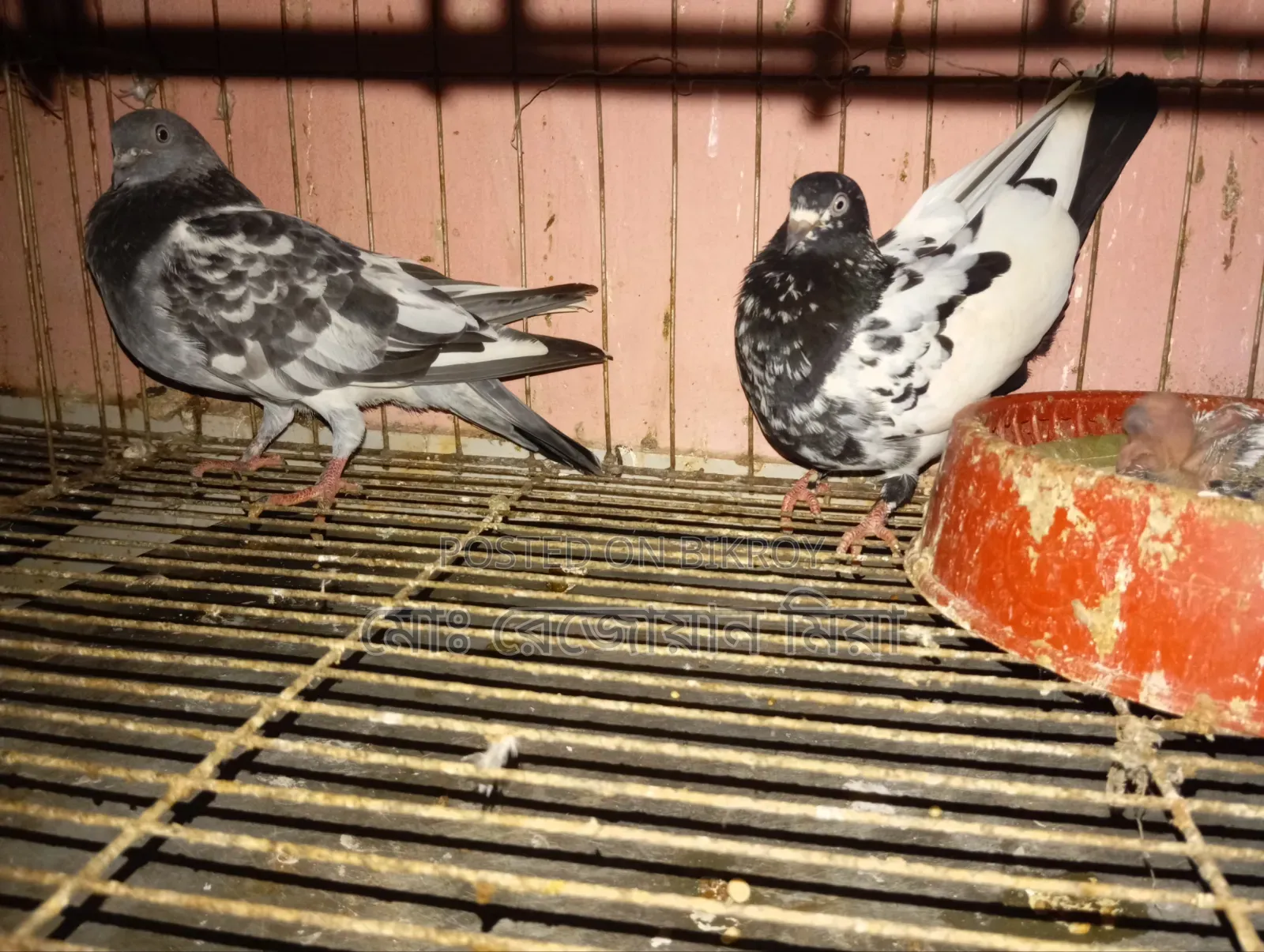 High-flying Giribaz pigeons for sale