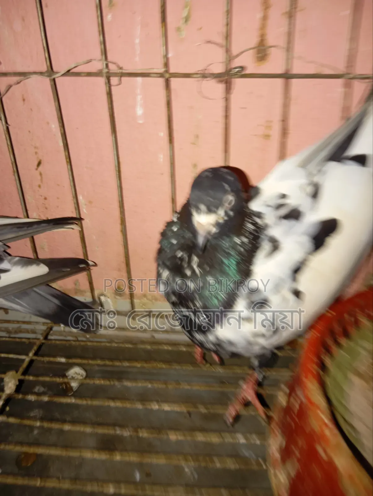 High-flying Giribaz pigeons for sale
