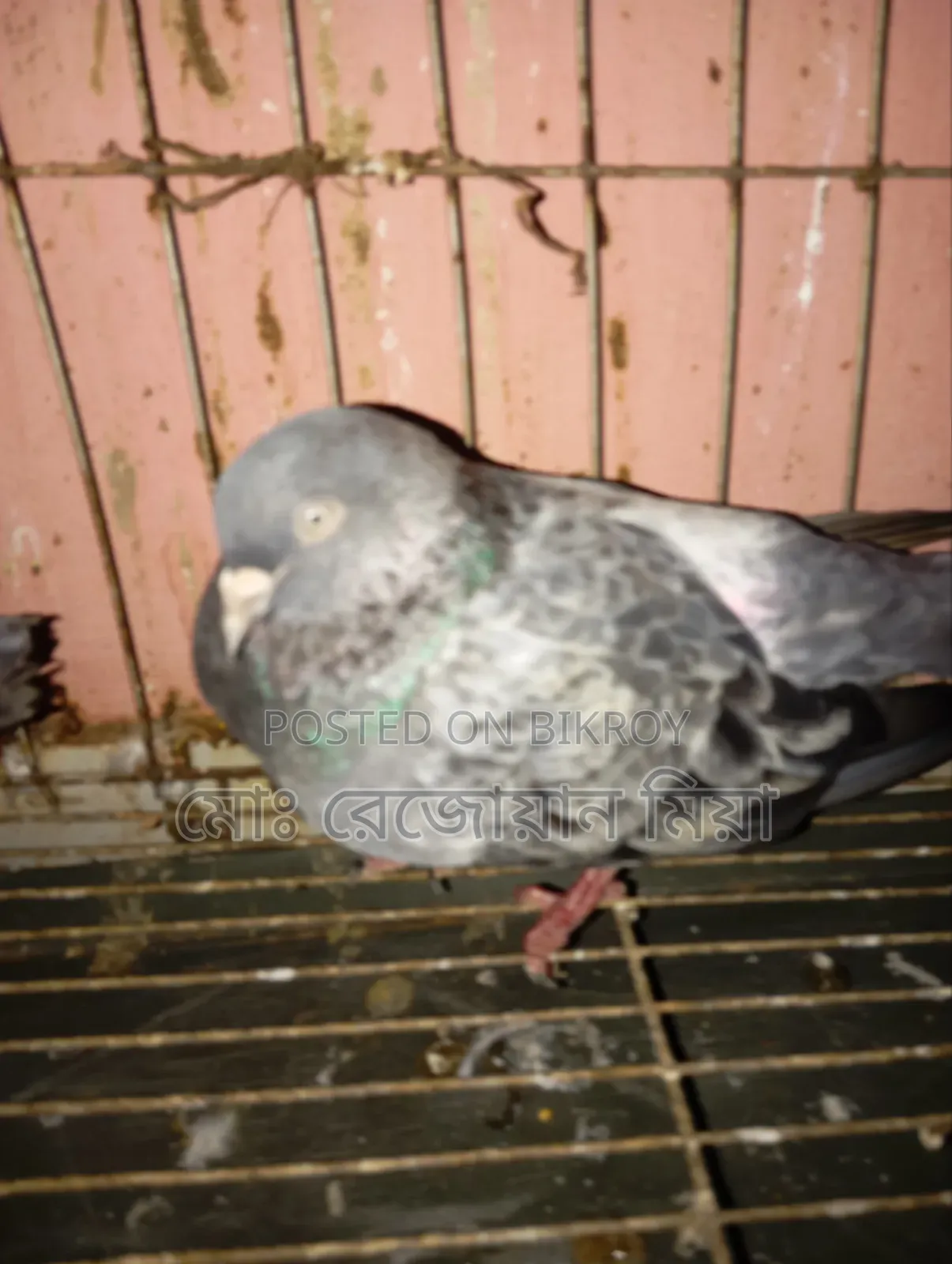 High-flying Giribaz pigeons for sale
